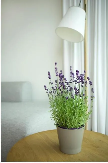 Osean By Bloss Luxe Appartement Met Frontaal Zeezicht, Binnenzwembad En Parking Middelkerke 0*,  Belgium